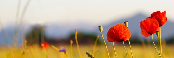 astragalus999 Profile Banner
