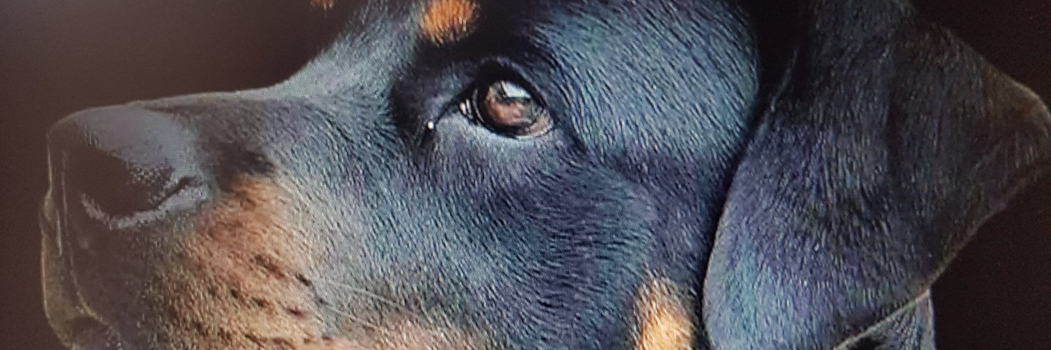 sokoko's profile banner image