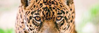 gerardcury's profile banner image