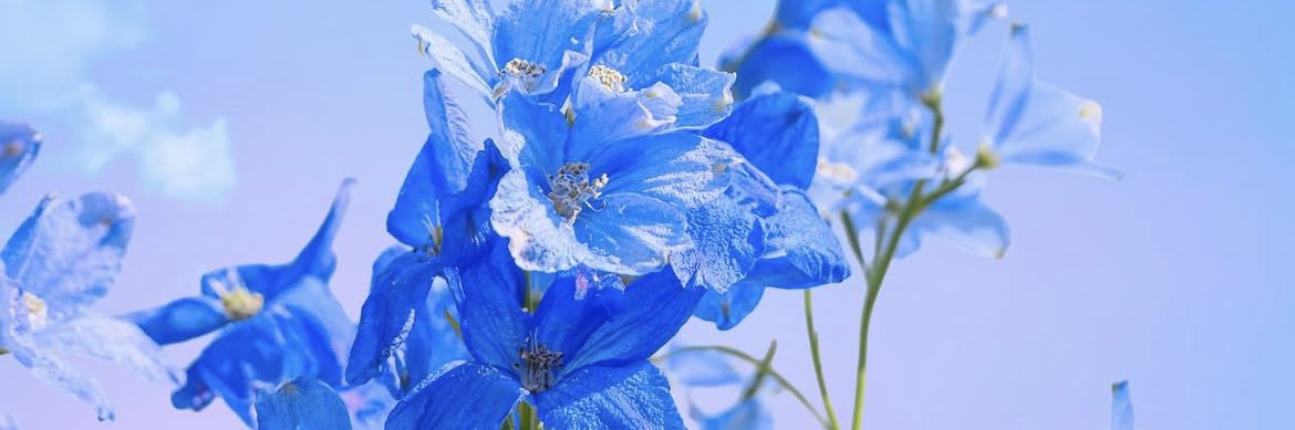 おおき⁺˳✧༚ banner