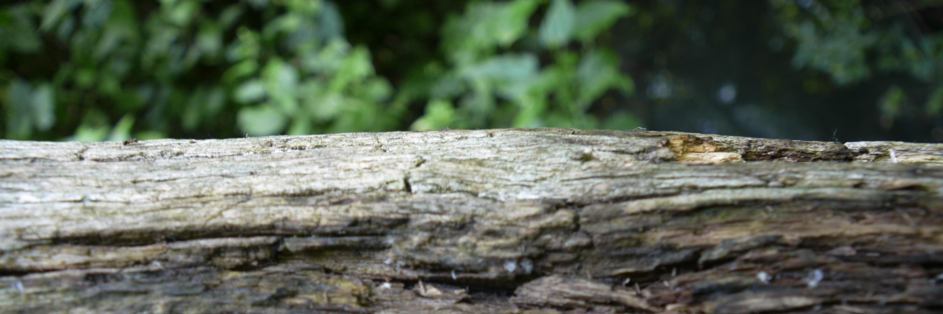LikeAZephyr's profile banner image