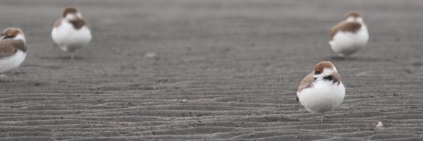 safehouse10 Profile Banner