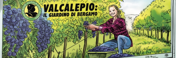 Valcalepio's profile banner image