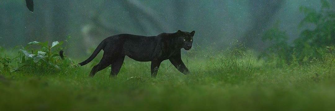 Adv Ashiesh Fule banner