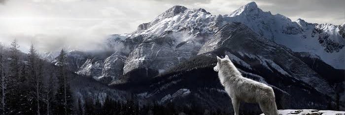 agokceogluu's profile banner image