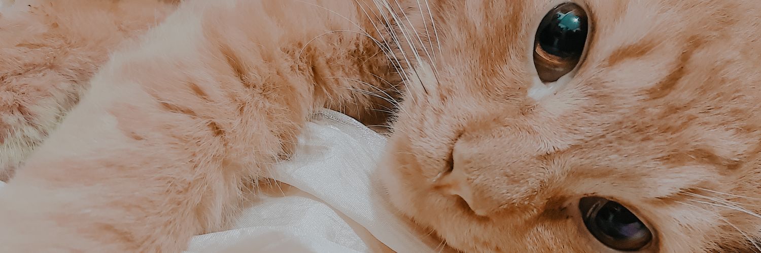 videvide's profile banner image