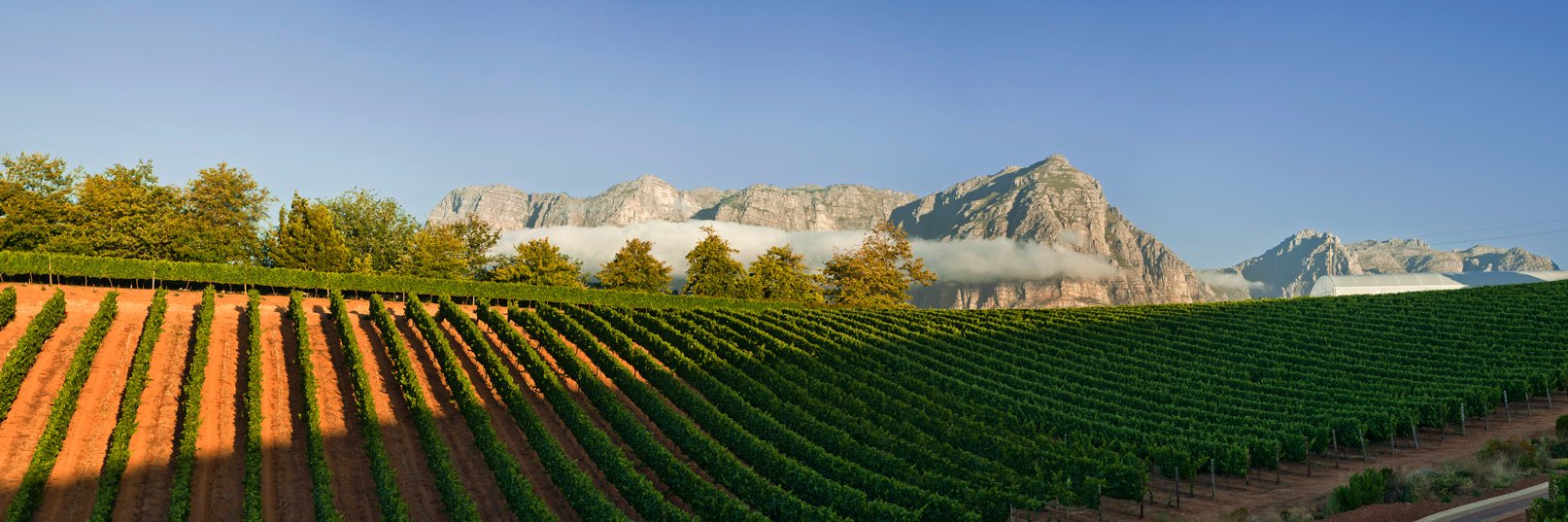 Armit Wines banner