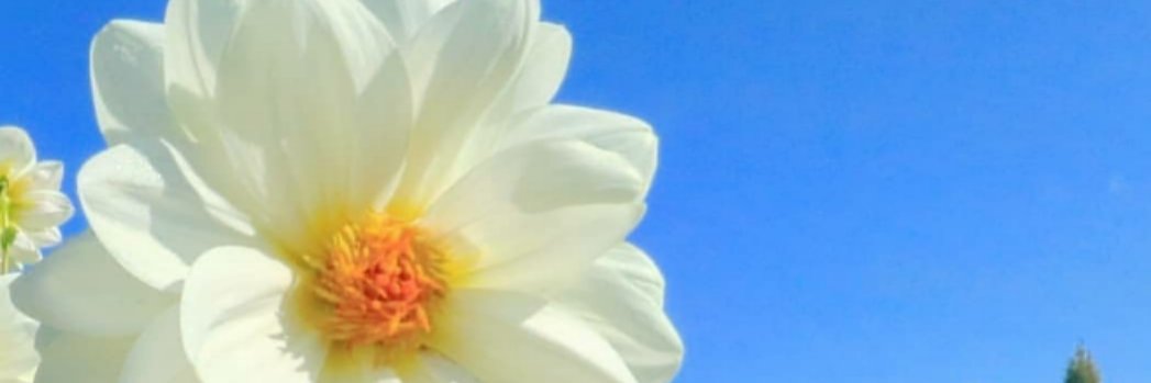 🌸Emma's banner