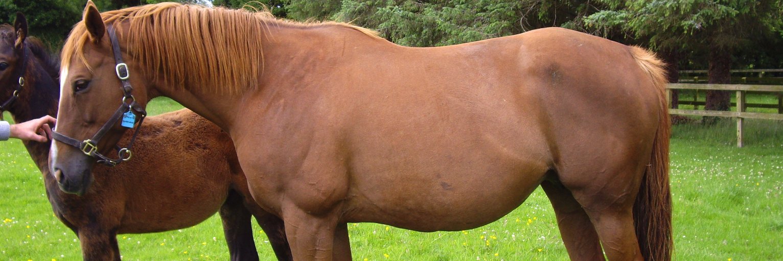 Francisco E. Bernal banner