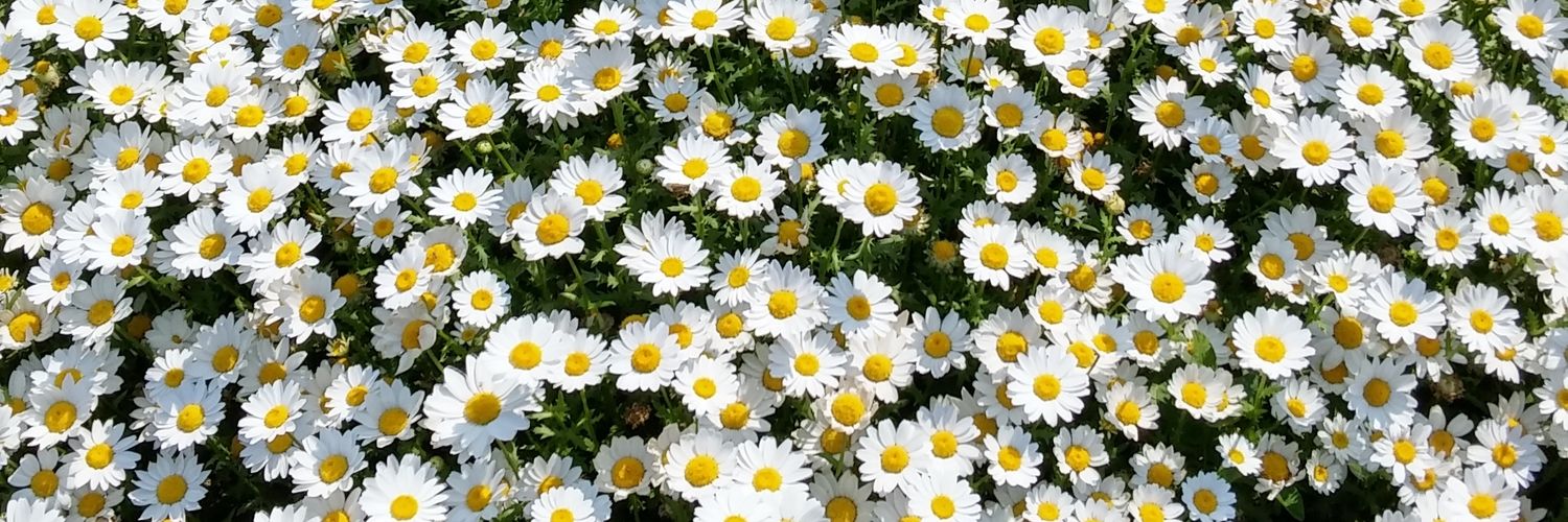 🍵 kimo cat town 33c banner