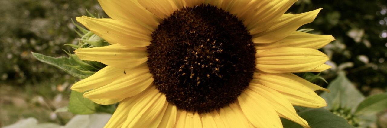 Koen de Kruif banner