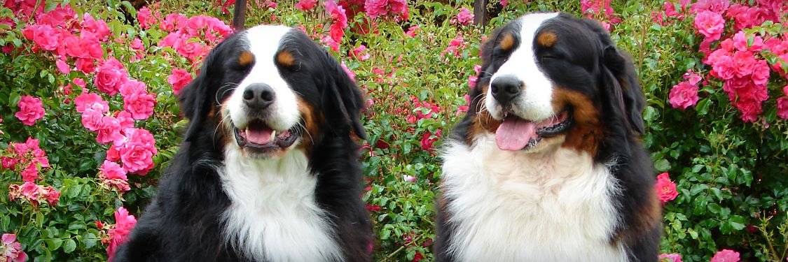 YourDailyDog_'s profile banner image