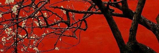 𝓒⁷💋🐅 banner