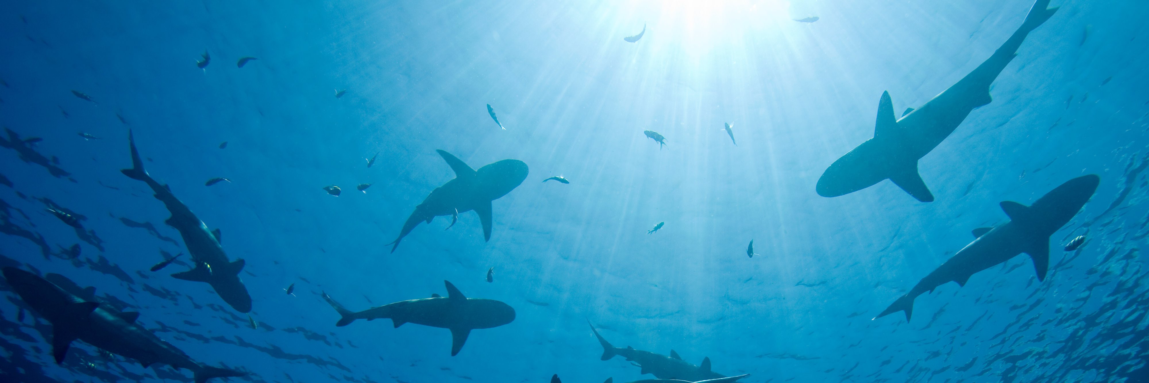 Our Shared Seas banner