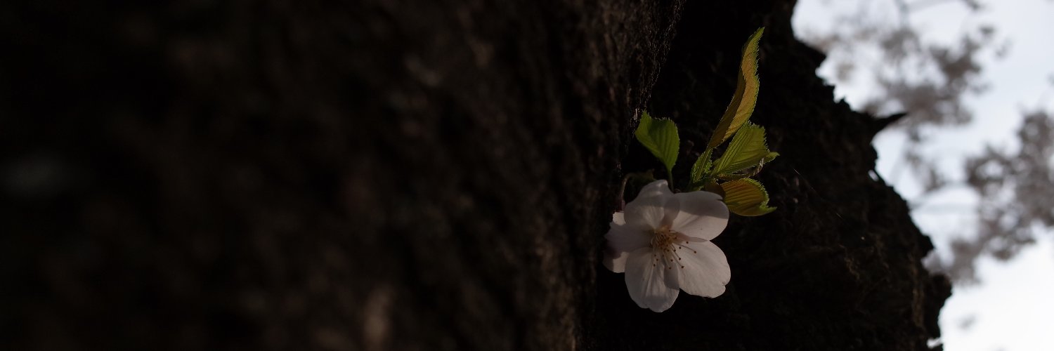 cona_haruna's profile banner image