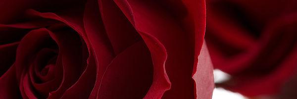 FlowerSocial's profile banner image