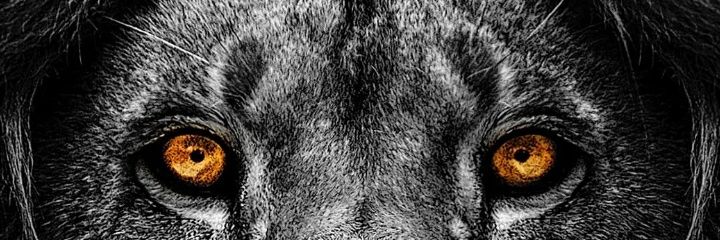 IamOpenoffice 🎒 banner