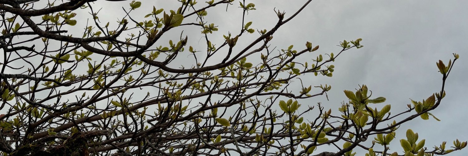 pdvecchia's profile banner image