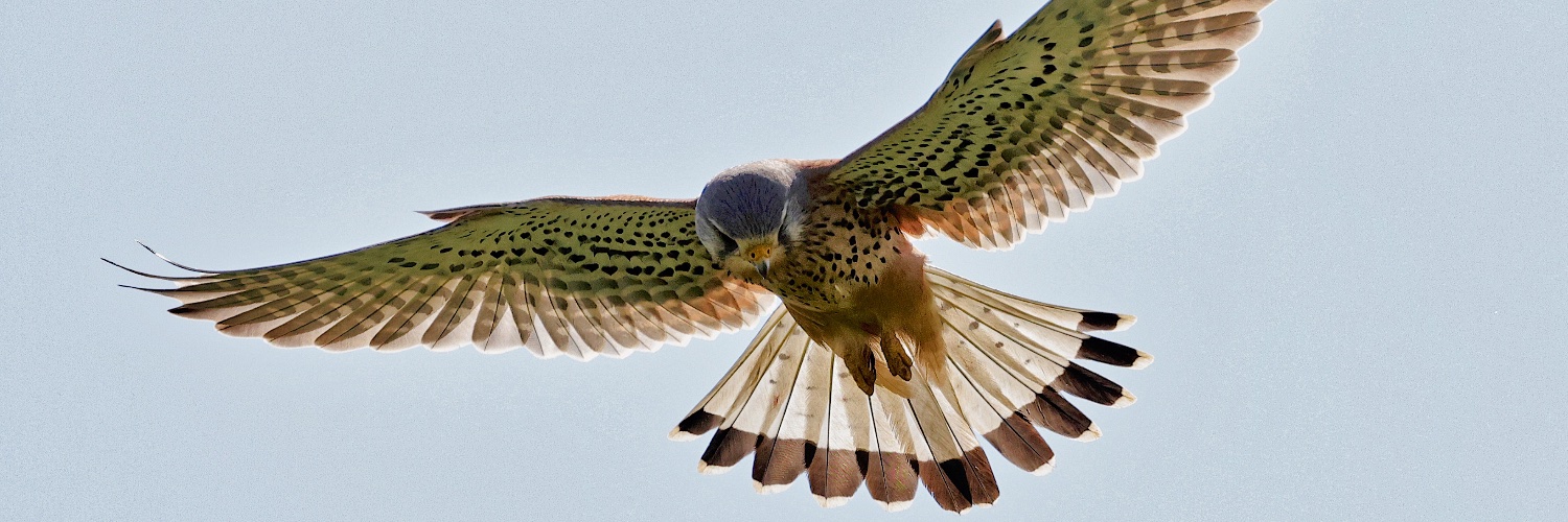 Peter Baughan banner