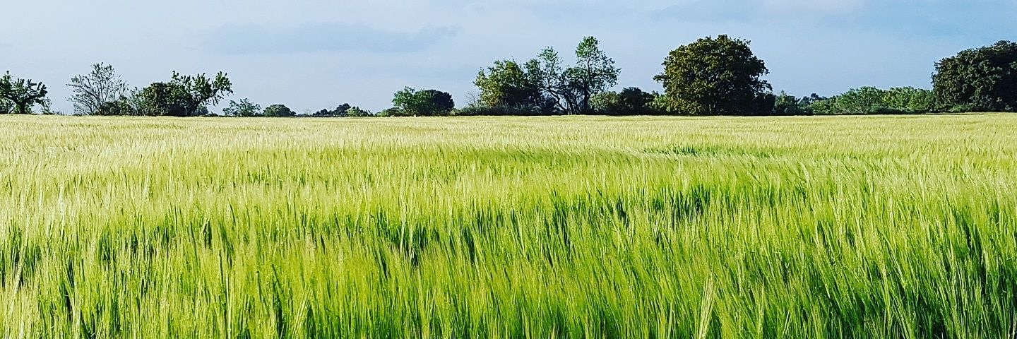 tessuag's profile banner image
