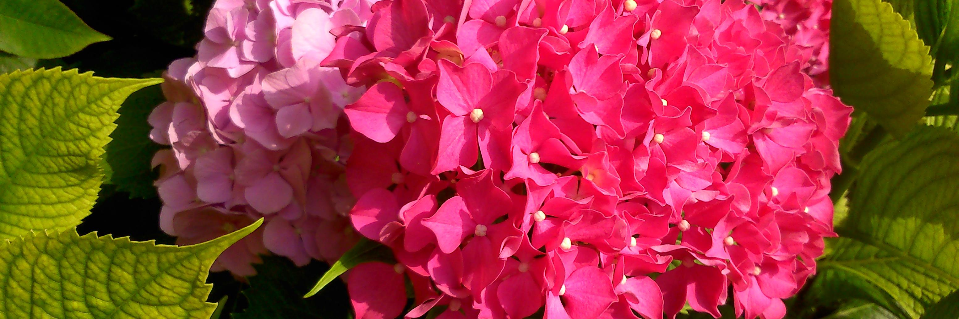 danielabino's profile banner image