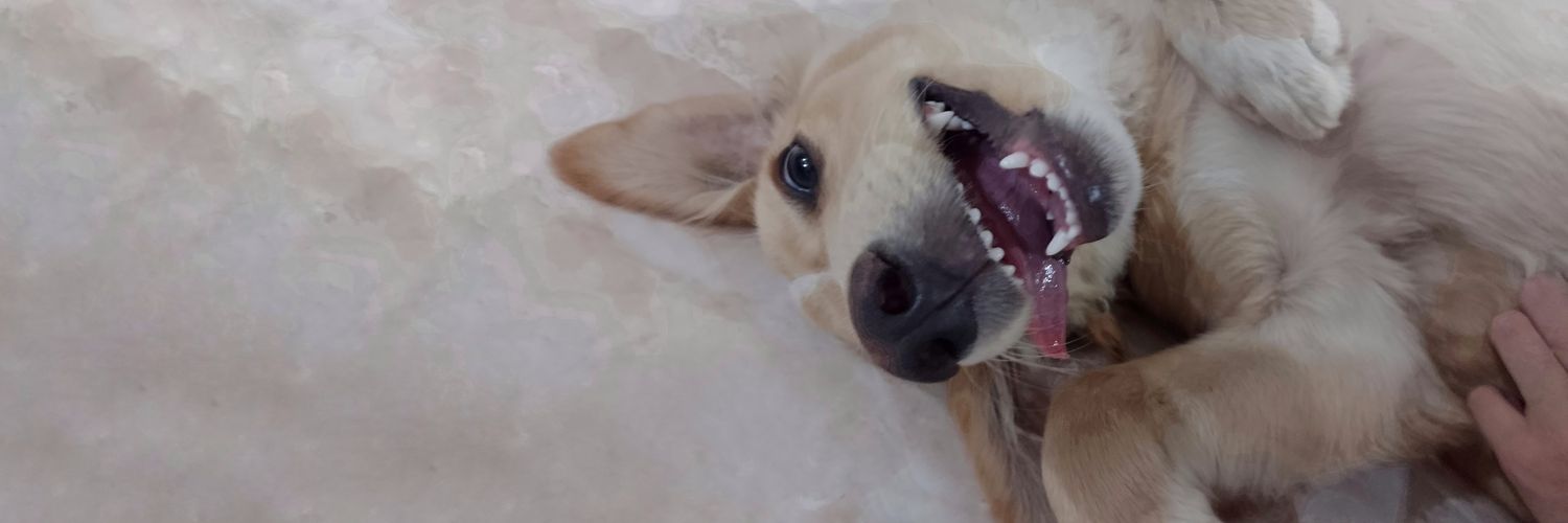 (⁠◕⁠ᴗ⁠◕⁠✿⁠) banner