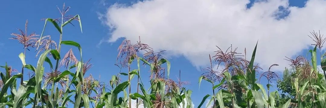 Kimberly López banner