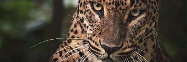 LEROYDEJOTA's profile banner image
