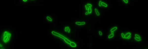 Rybak_JM Profile Banner