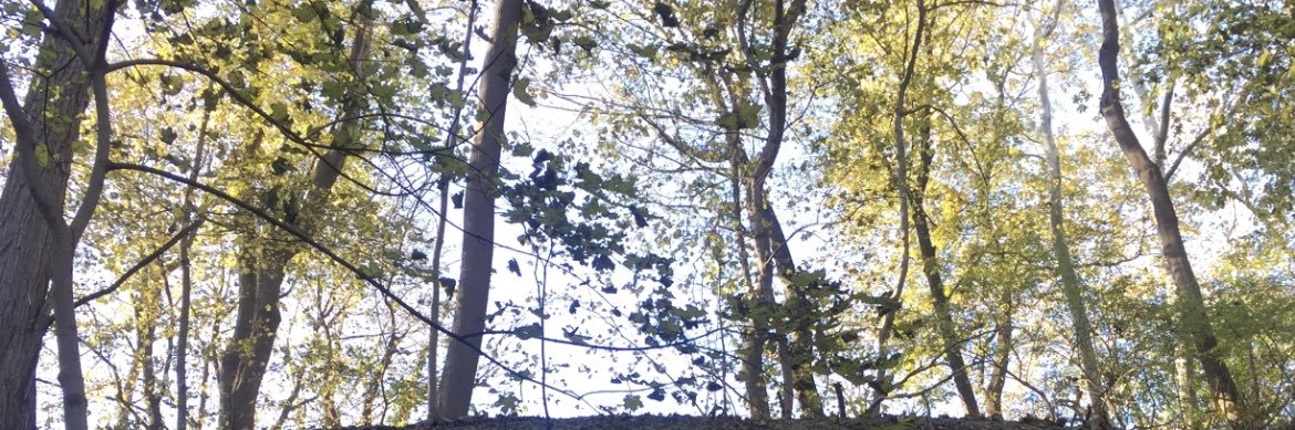 Liam McCormack banner