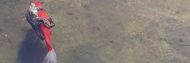 chamaco_jones's profile banner image