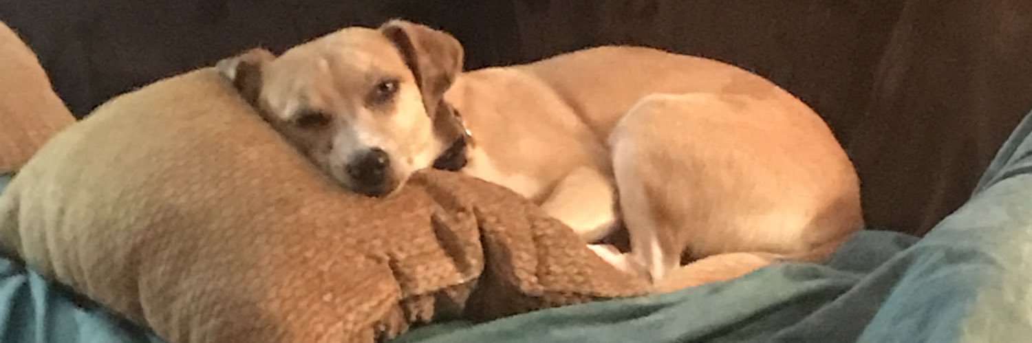 Sadie Mackenzie 🏳️‍⚧️ banner