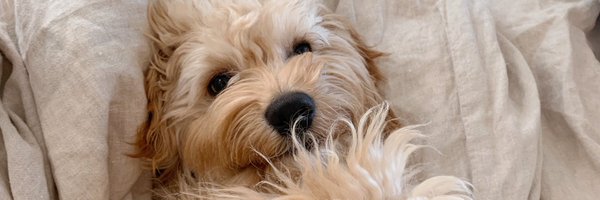 sabinafranklyn Profile Banner