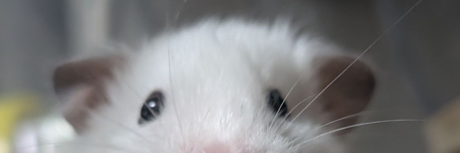 ha_chi1111's profile banner image