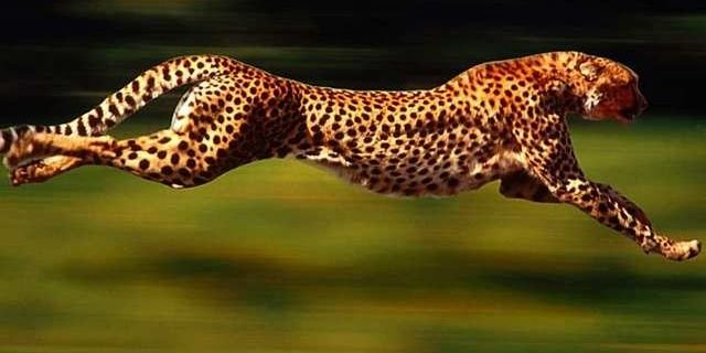 beingpeppy's profile banner image