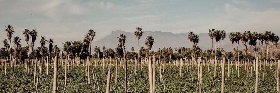 kimawiley's profile banner image