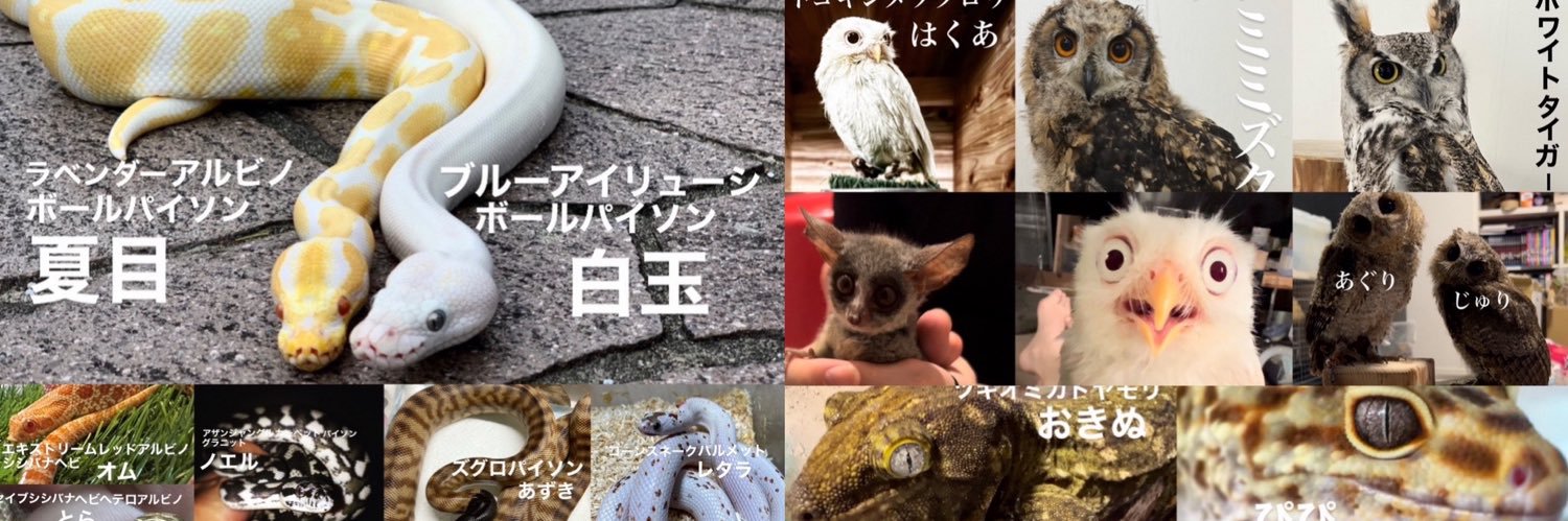 参眼の梟🦉-ukoku- banner