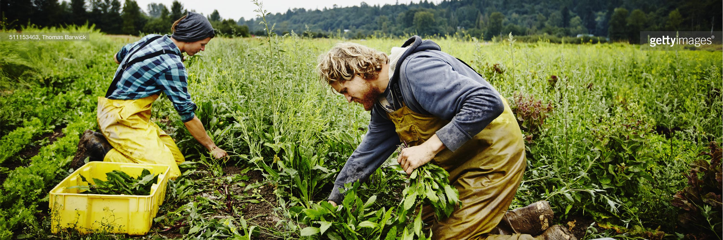 Getty Images Want banner