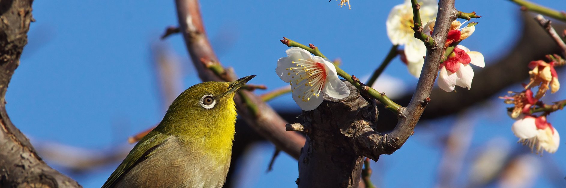 スープスパ banner