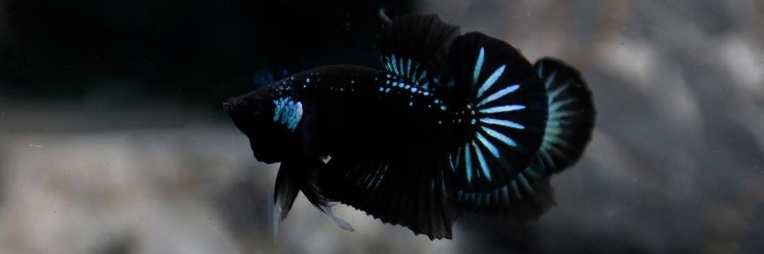 bagusbabe's profile banner image