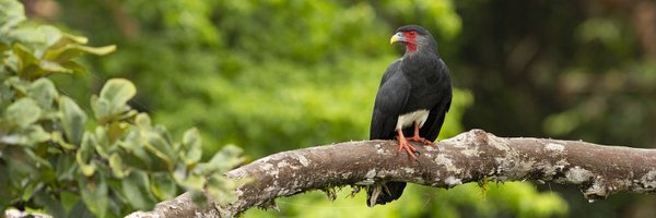 Ibycter Profile Banner