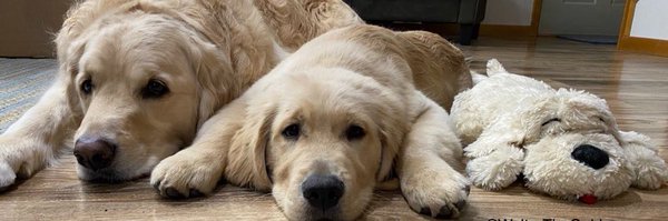 WalterTheGolden Profile Banner