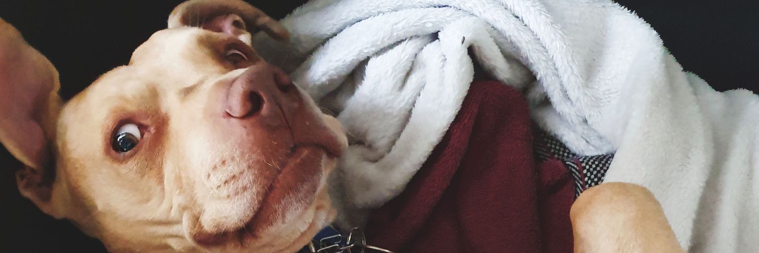 Andrew Morphlock banner