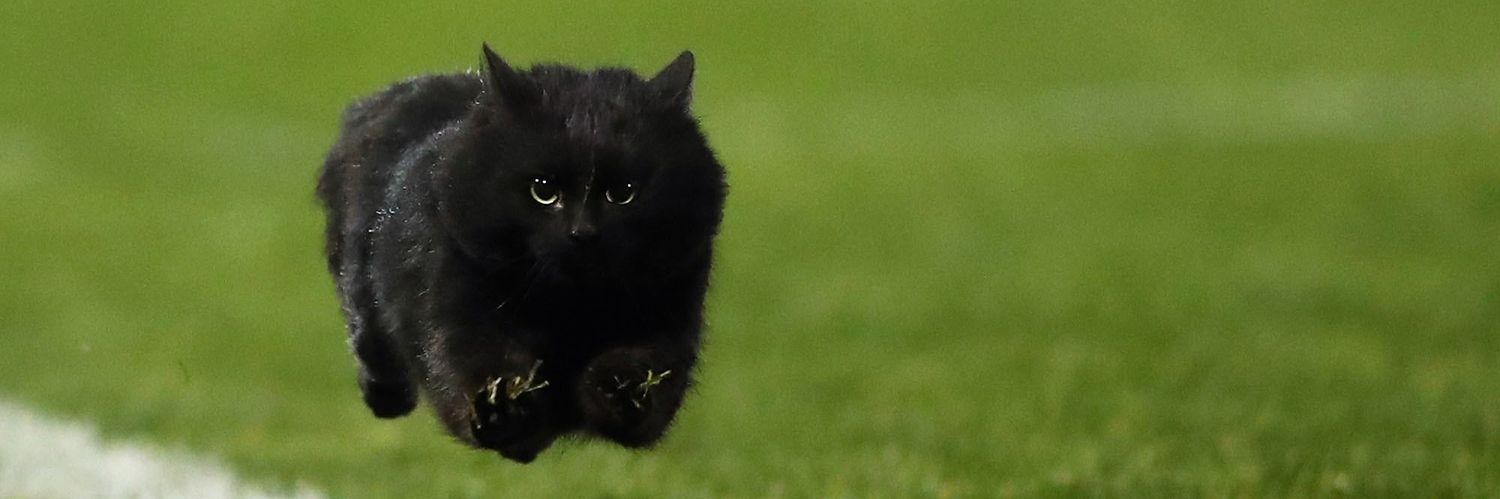 camilo daneleiko banner