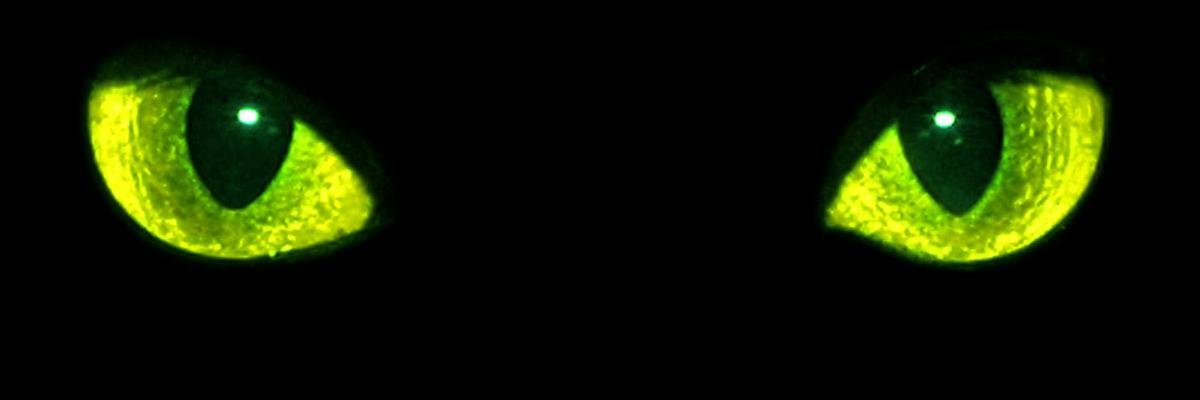 2cat4cat's profile banner image
