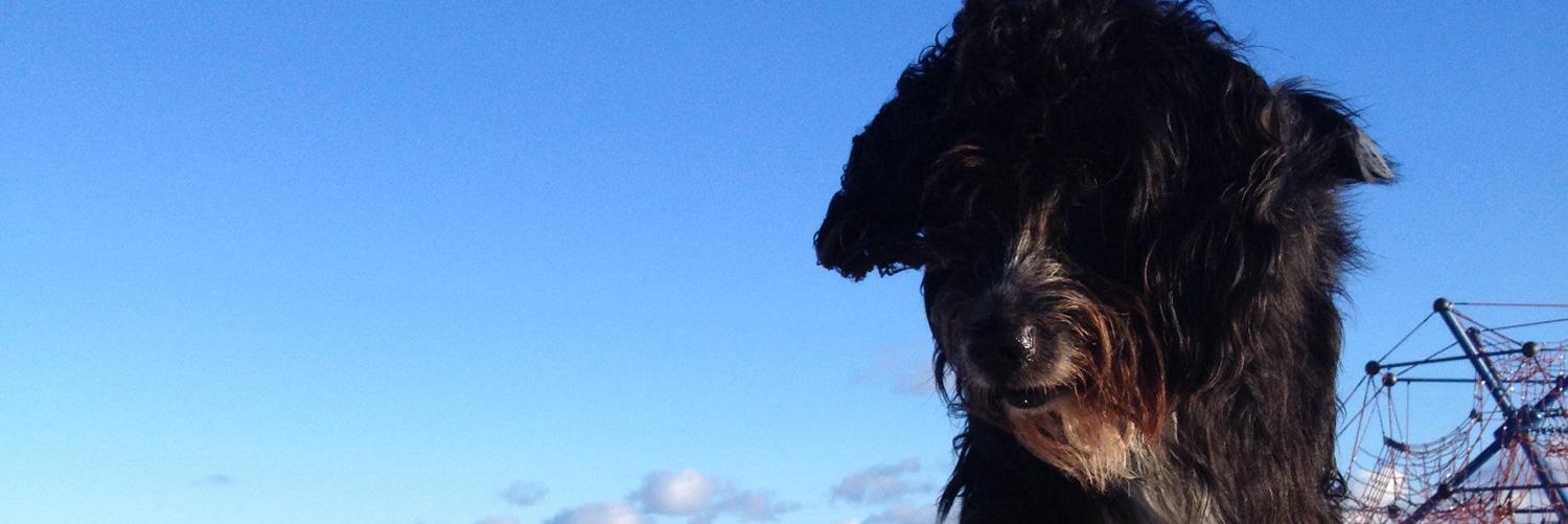LieLoBo's profile banner image