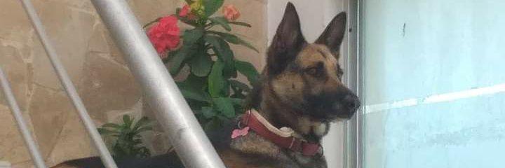 NanncyCastillo's profile banner image