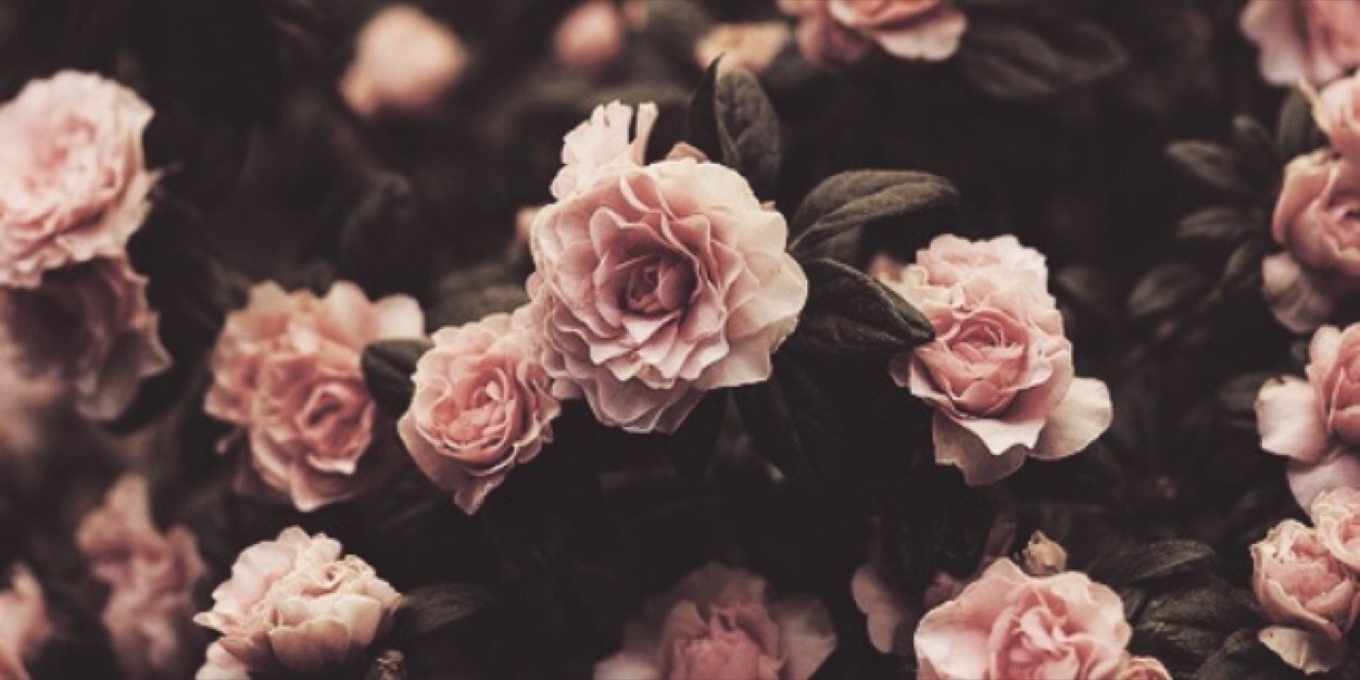 evikaefii's profile banner image