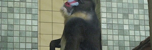 autoconstruido Profile Banner