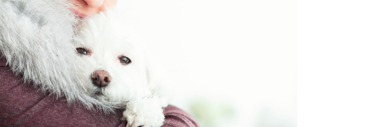 JaynaCooke's profile banner image